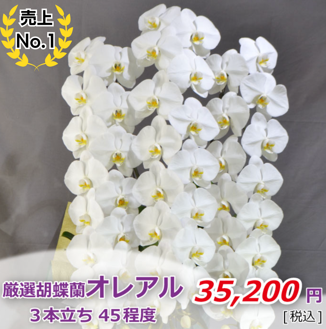 白大輪胡蝶蘭3本立ち 45輪程度(つぼみ数含む)