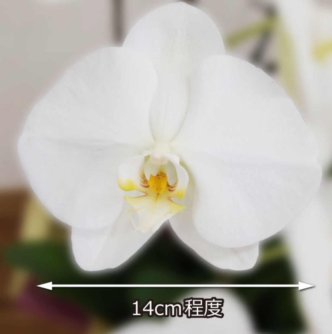 白大輪胡蝶蘭3本立ち 45輪程度(つぼみ数含む)