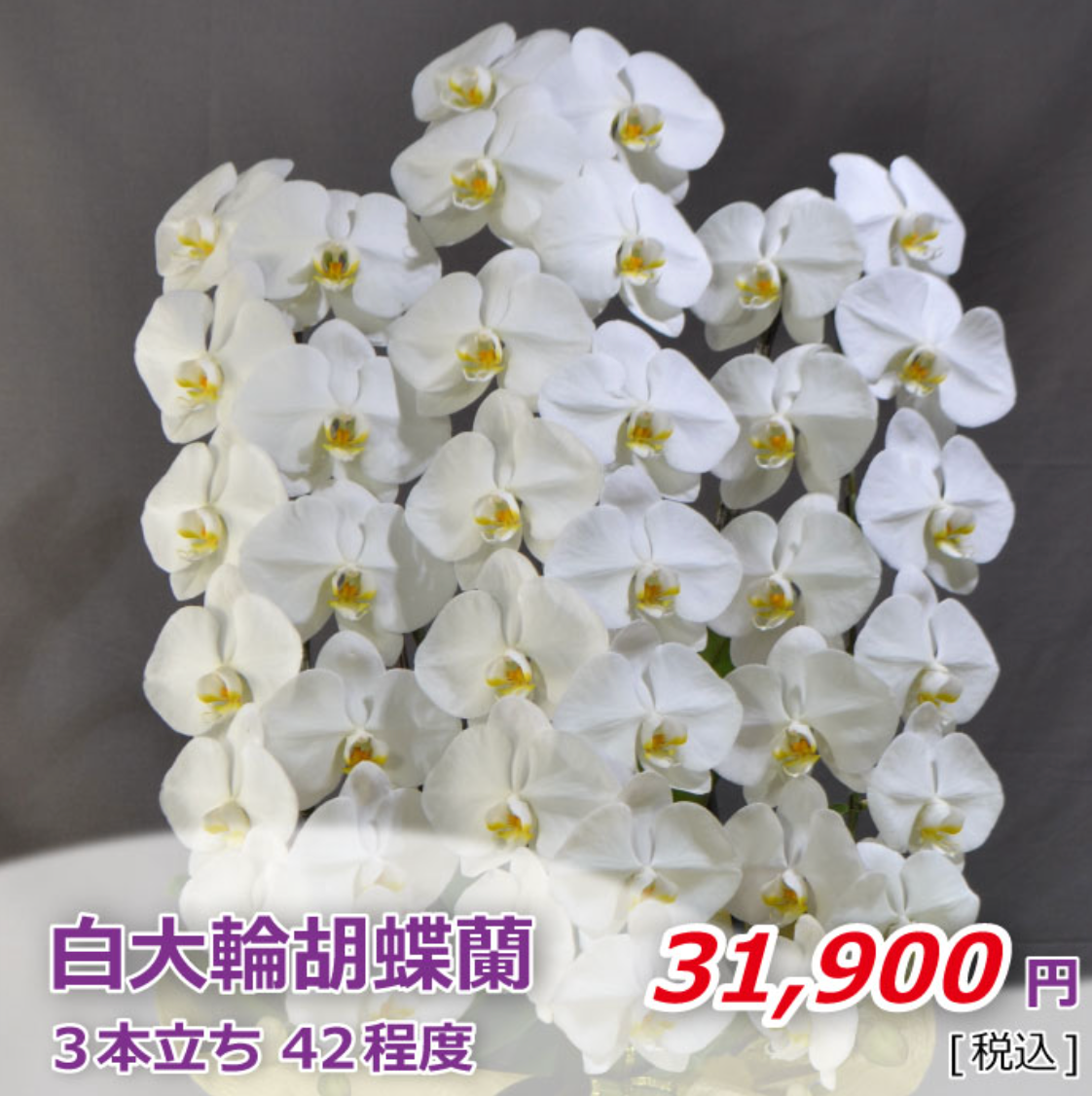 白大輪胡蝶蘭3本立ち 42輪程度(つぼみ数含む)