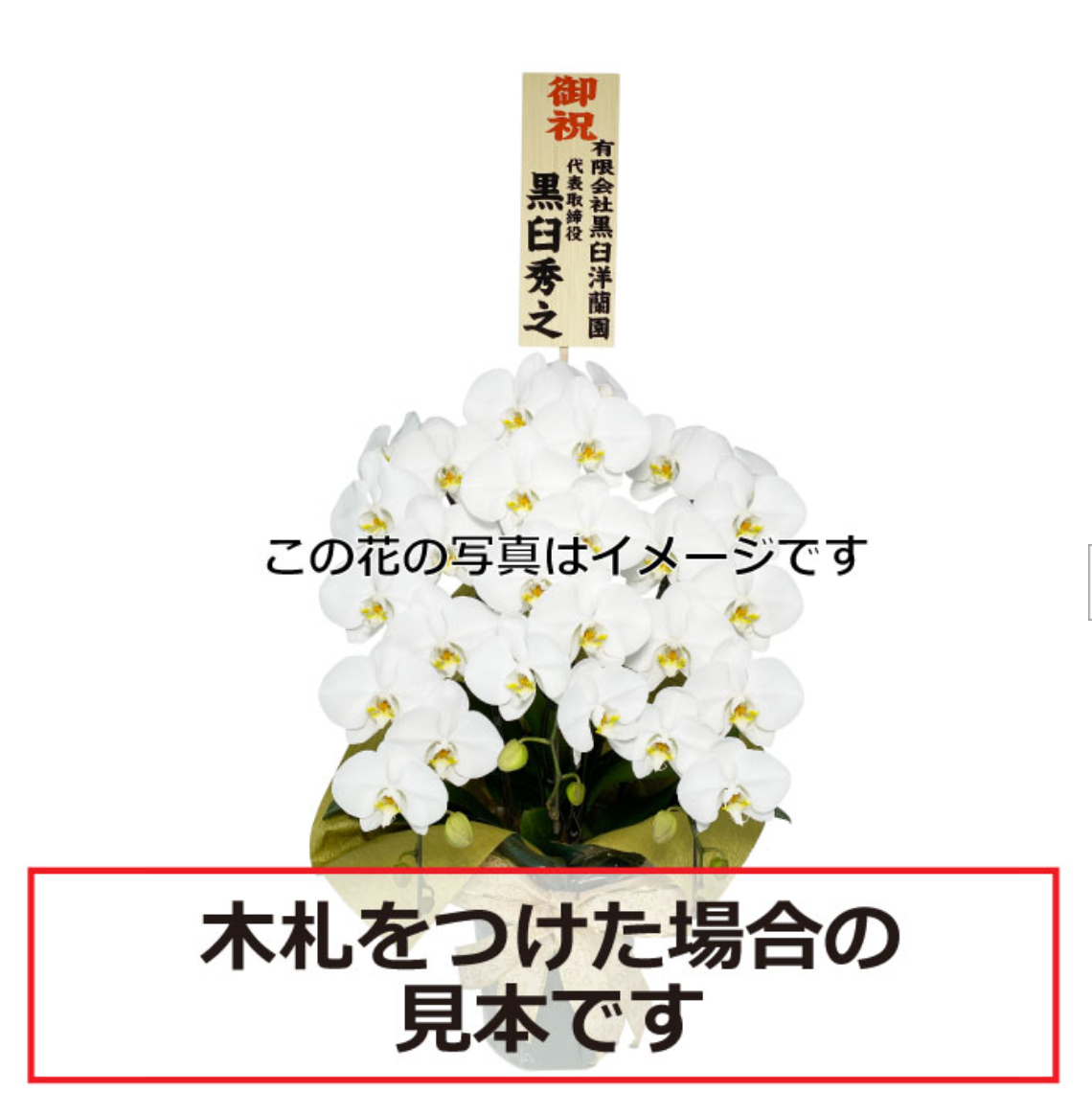 白大輪胡蝶蘭3本立ち 42輪程度(つぼみ数含む)
