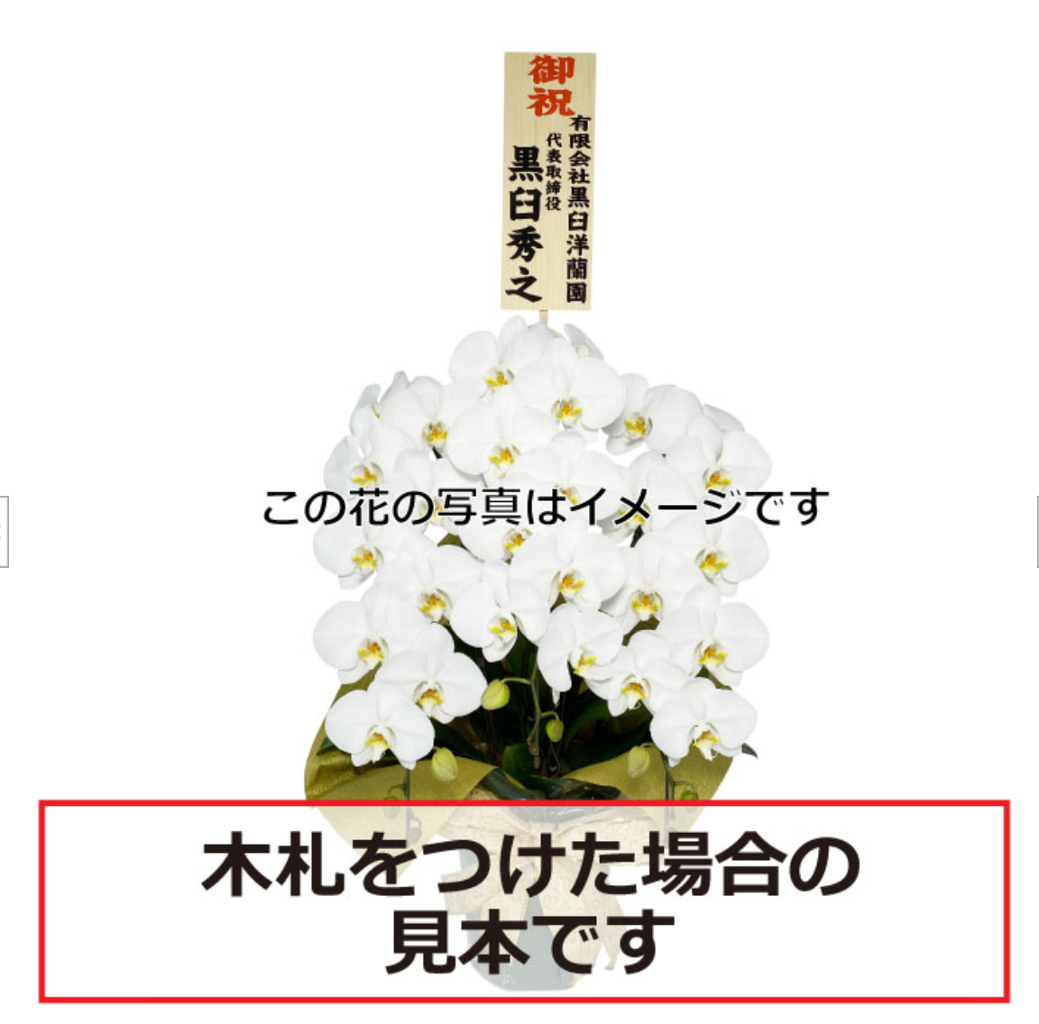白大輪胡蝶蘭5本立ち 70輪程度(つぼみ数含む)