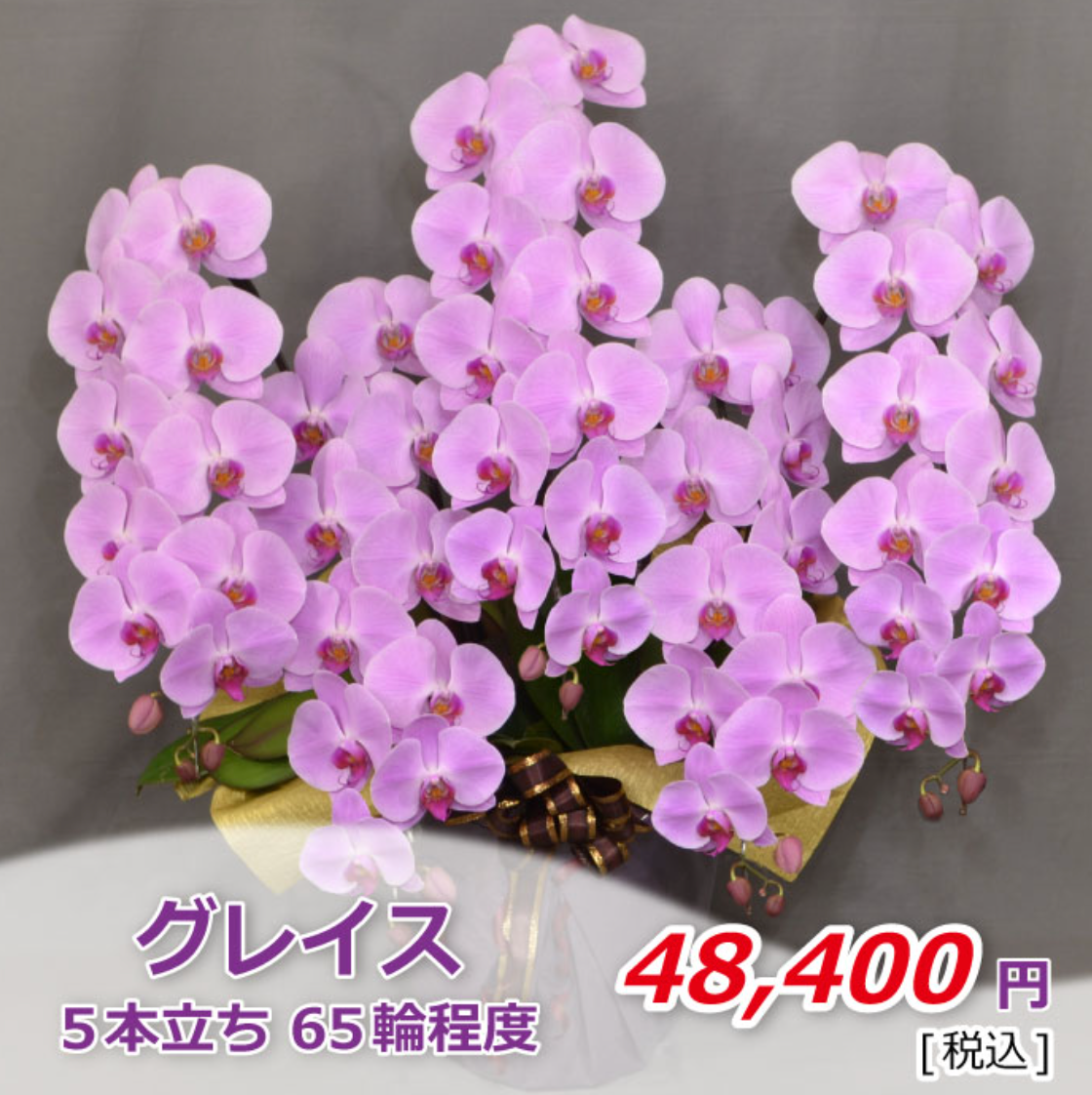 ピンク大輪胡蝶蘭 グレイス5本立ち65輪程度(つぼみ数含む)