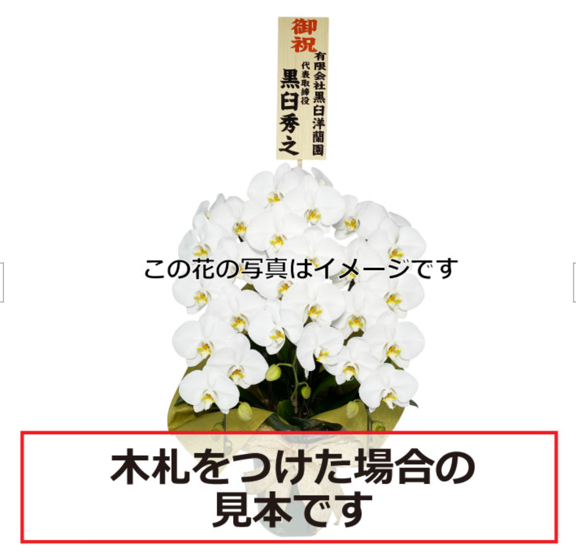 ピンク大輪胡蝶蘭 グレイス5本立ち65輪程度(つぼみ数含む)