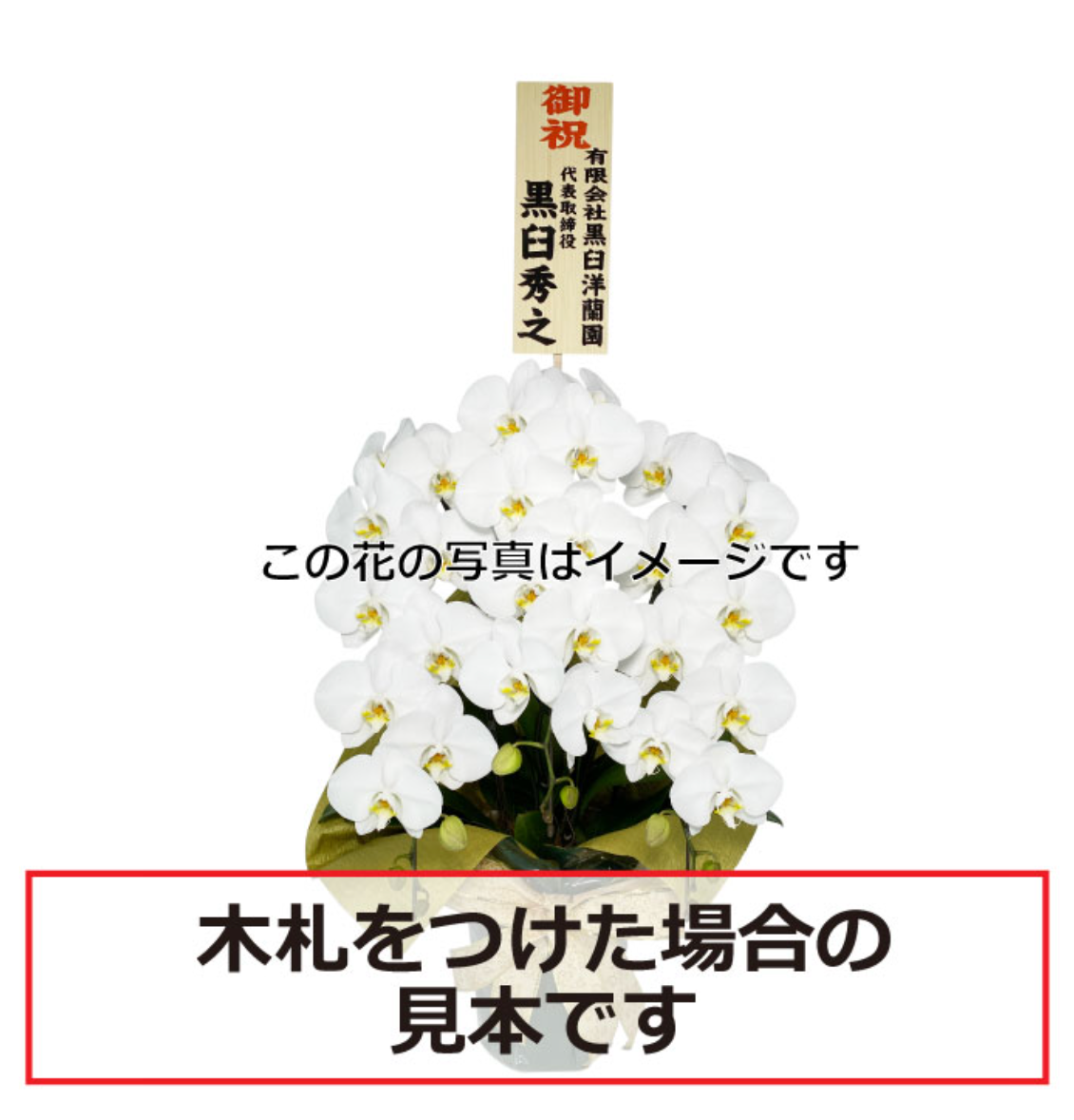 ピンク大輪胡蝶蘭 グレイス3本立ち36輪程度(つぼみ数含む)