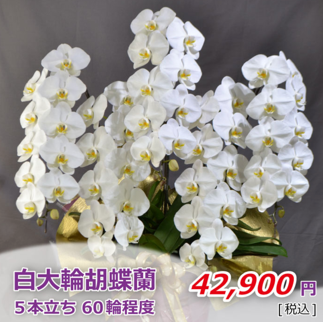 白大輪胡蝶蘭5本立ち　60輪程度（つぼみ数含む）