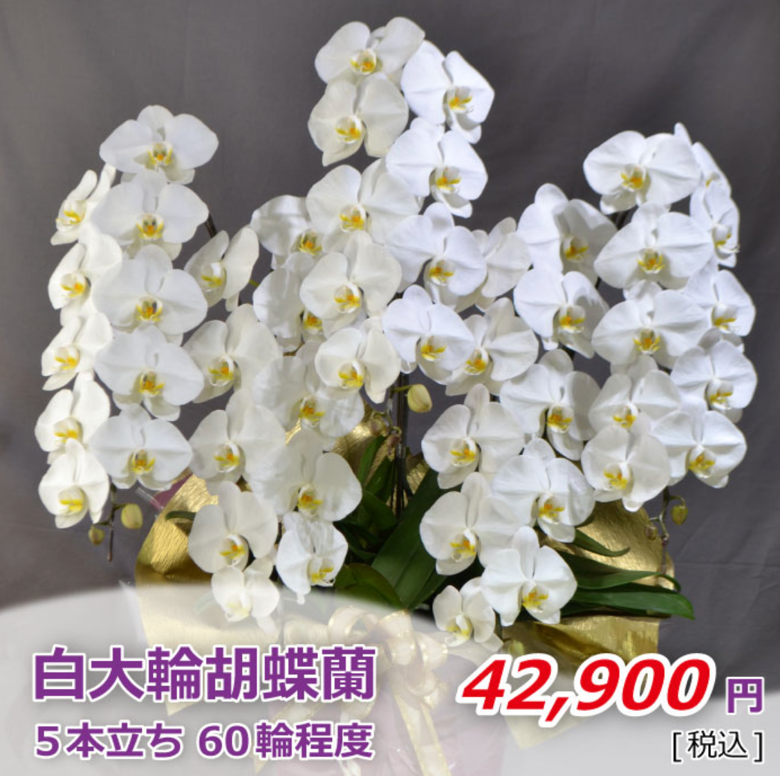 白大輪胡蝶蘭5本立ち 60輪程度(つぼみ数含む)
