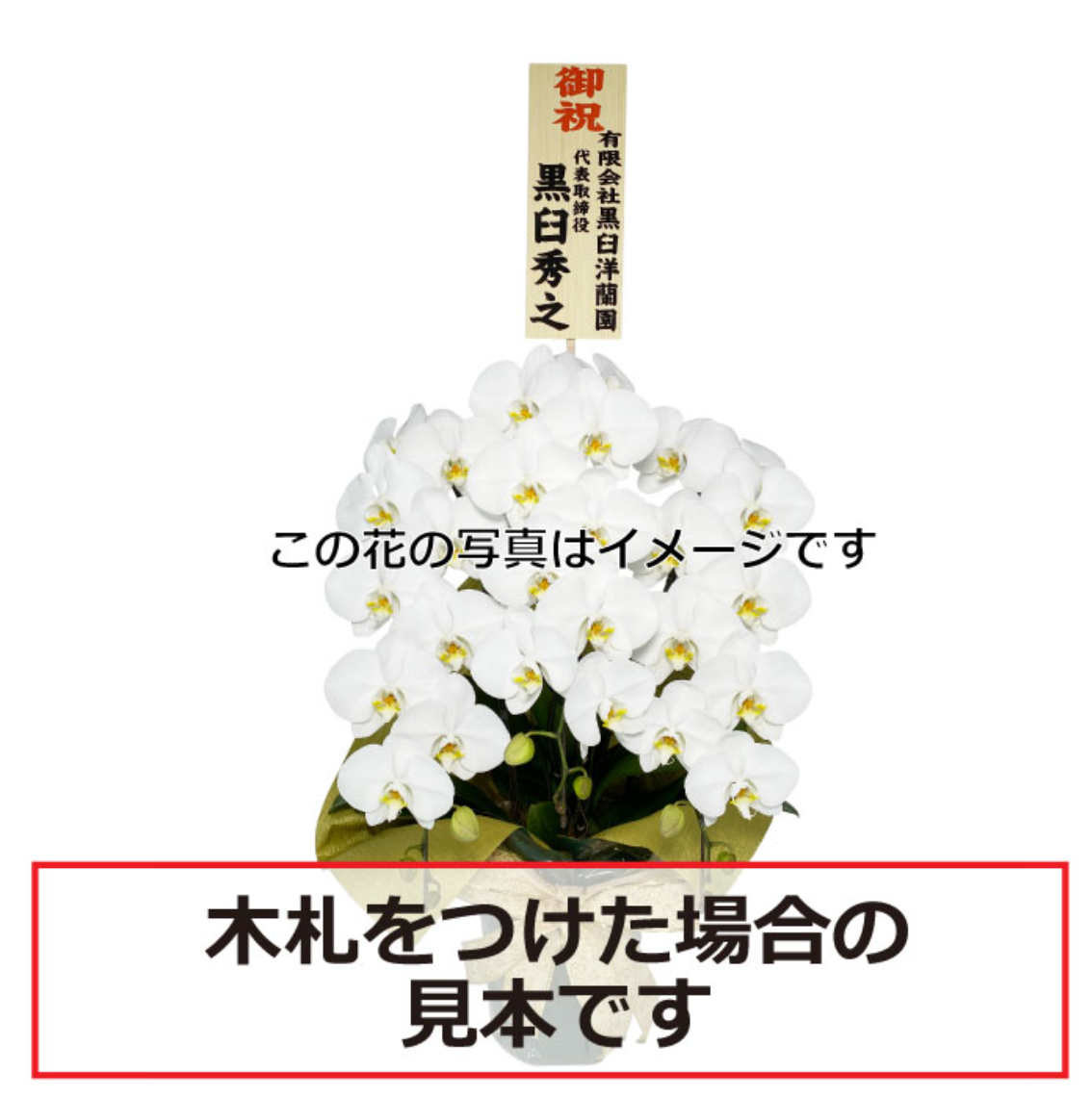 白大輪胡蝶蘭5本立ち 65輪程度(つぼみ数含む)