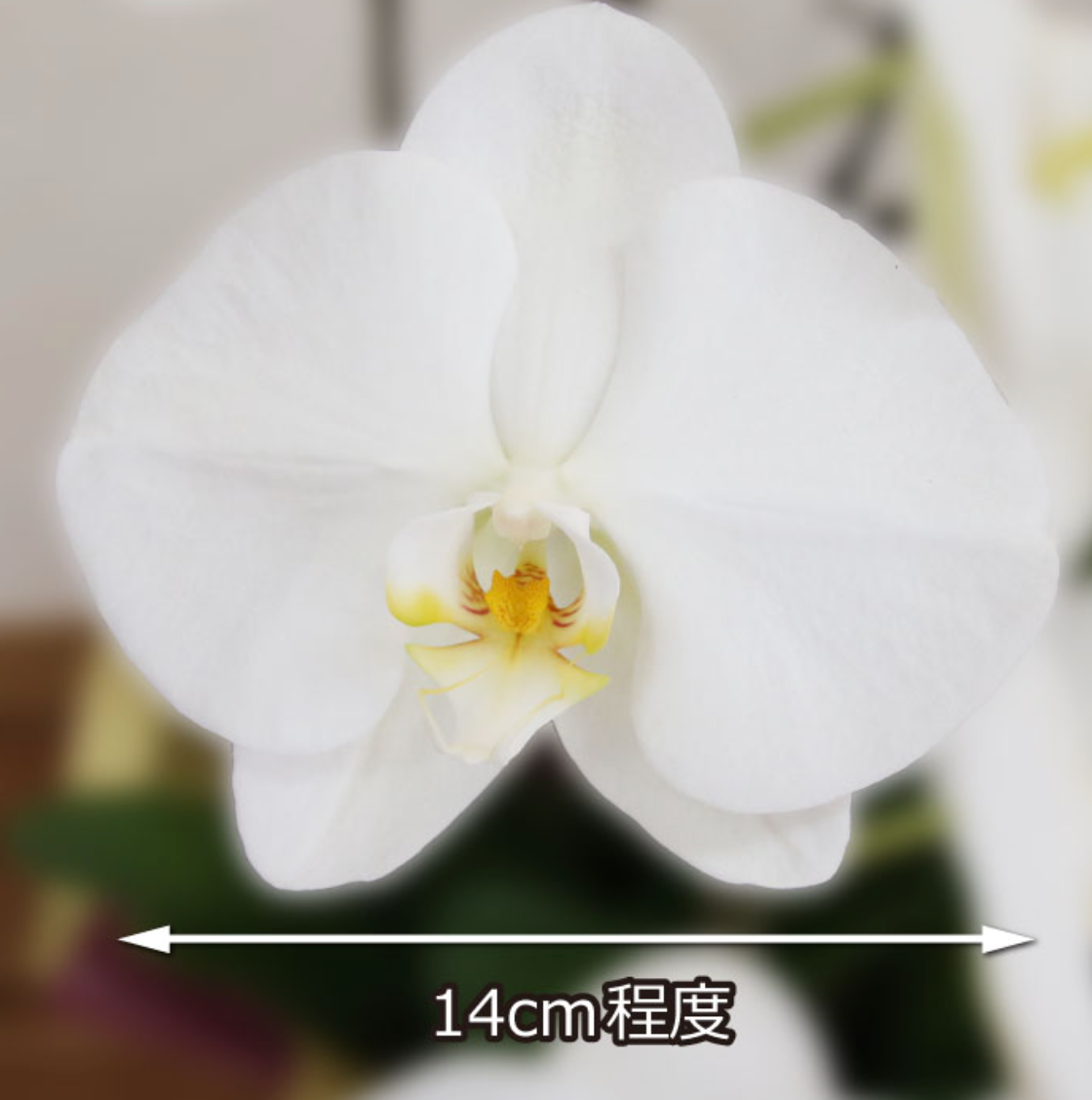 白大輪胡蝶蘭オレアル5本立ち 75輪程度(つぼみ数含む)