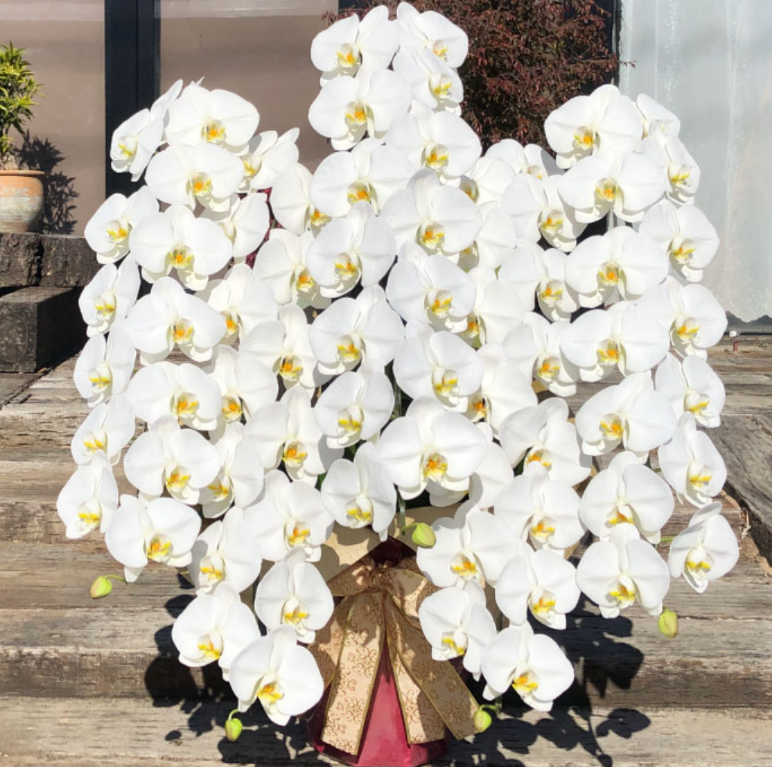 白大輪胡蝶蘭オレアル5本立ち 75輪程度(つぼみ数含む)