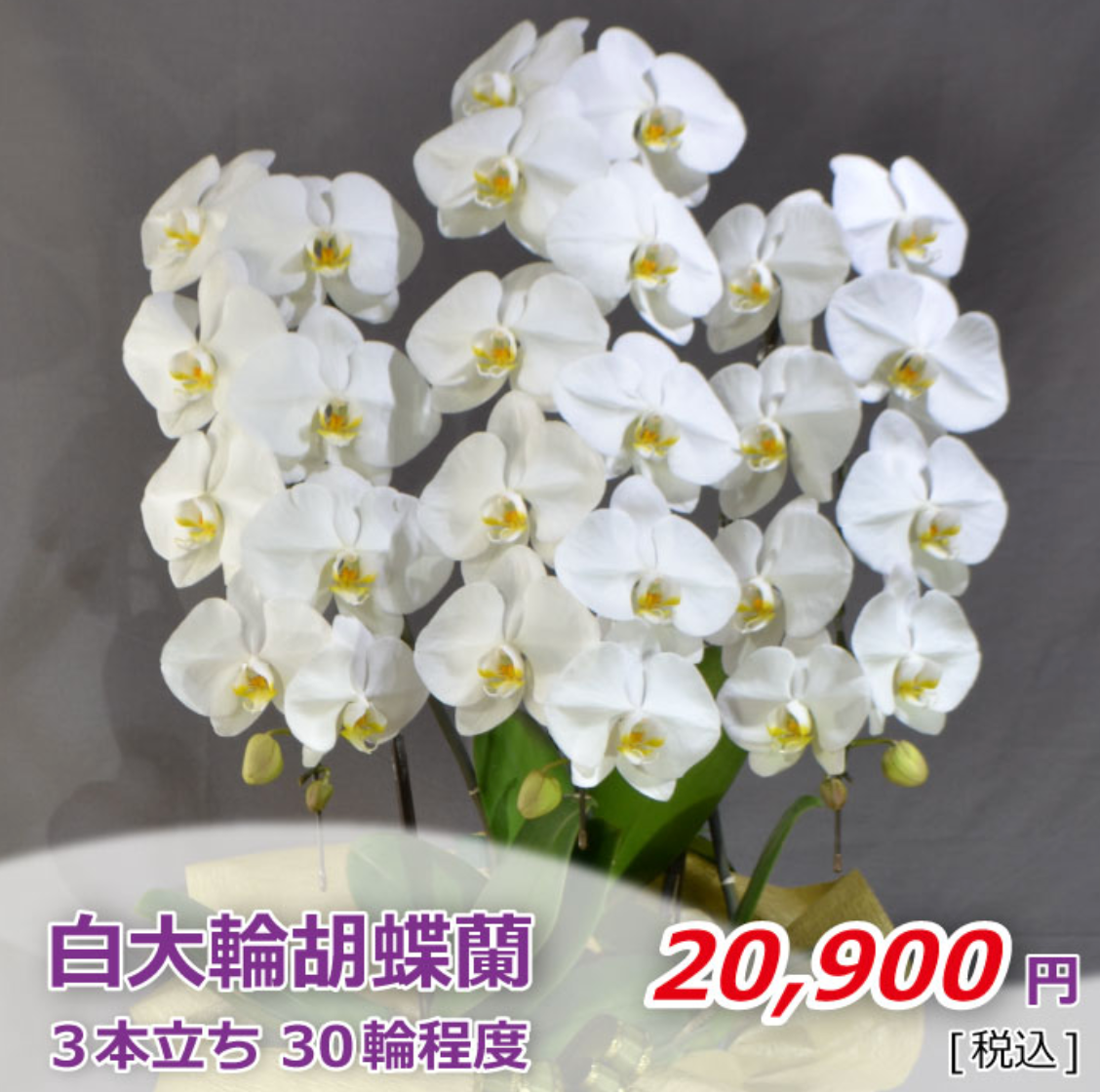 白大輪胡蝶蘭3本立ち 30輪程度（つぼみ数含む）
