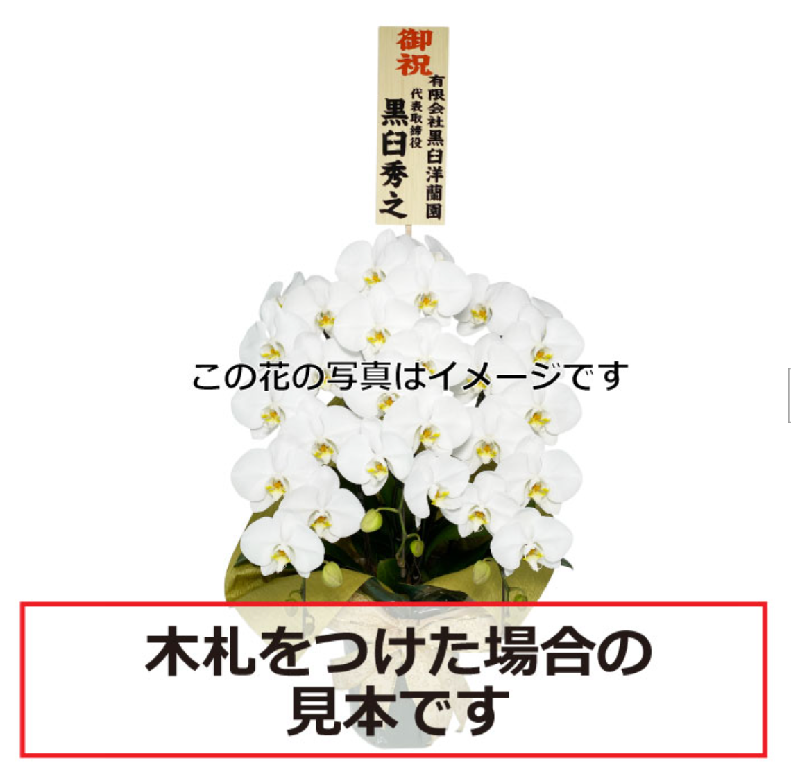白大輪胡蝶蘭3本立ち 30輪程度(つぼみ数含む)