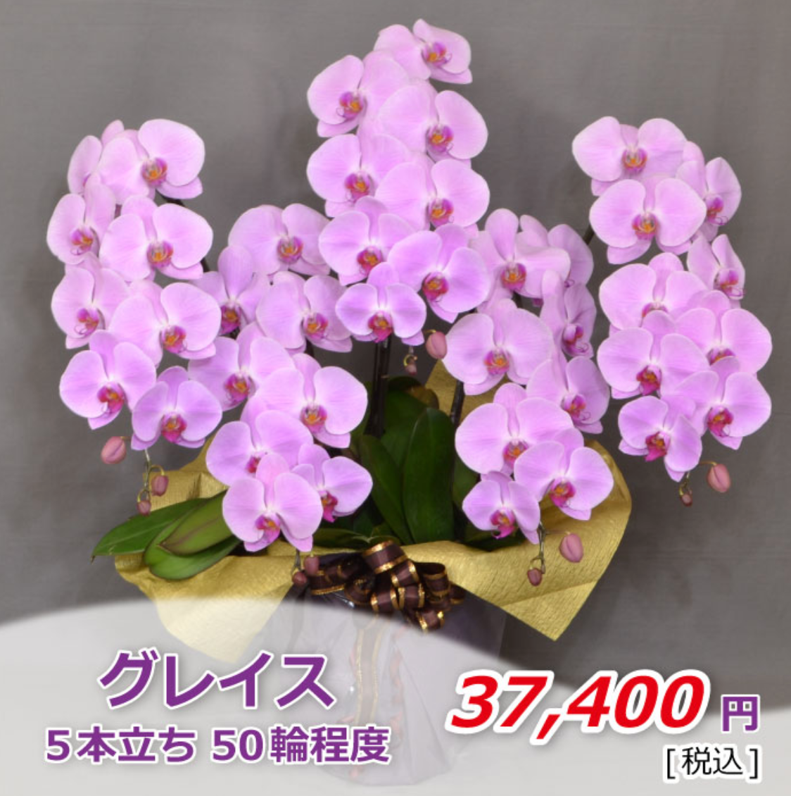 ピンク大輪胡蝶蘭 グレイス5本立ち50輪程度(つぼみ数含む)