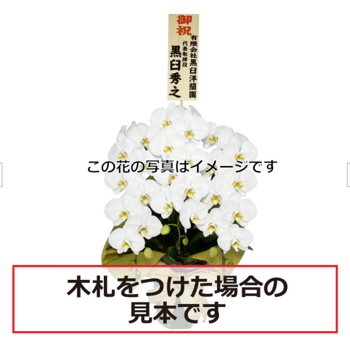 ピンク大輪胡蝶蘭 グレイス5本立ち50輪程度(つぼみ数含む)