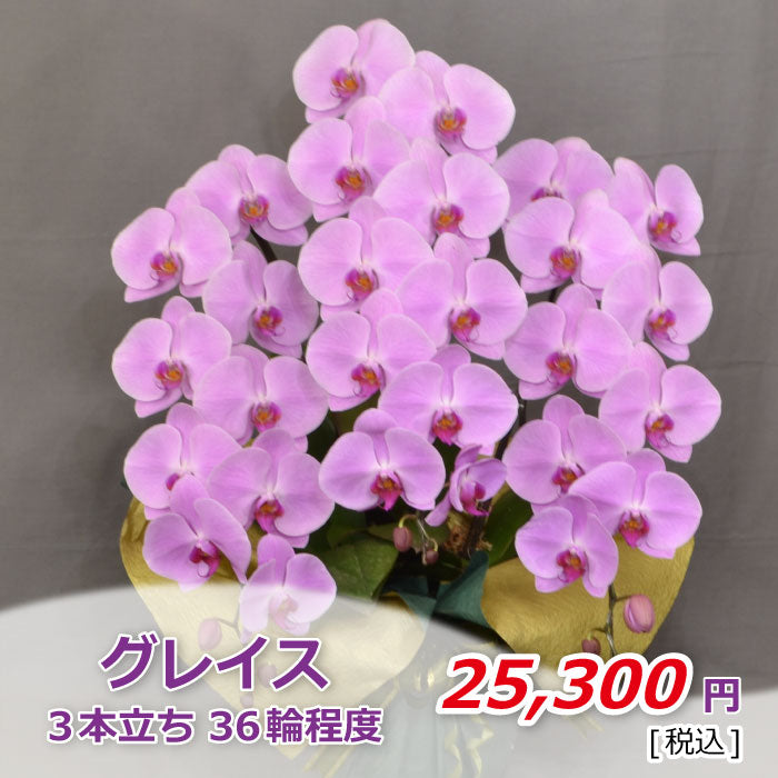 ピンク大輪胡蝶蘭 グレイス3本立ち36輪程度(つぼみ数含む)