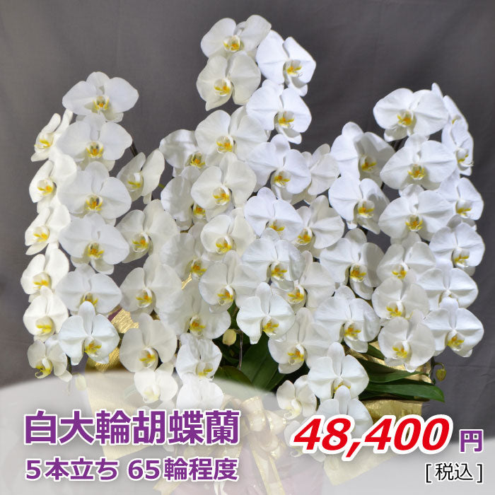 白大輪胡蝶蘭5本立ち 65輪程度(つぼみ数含む)