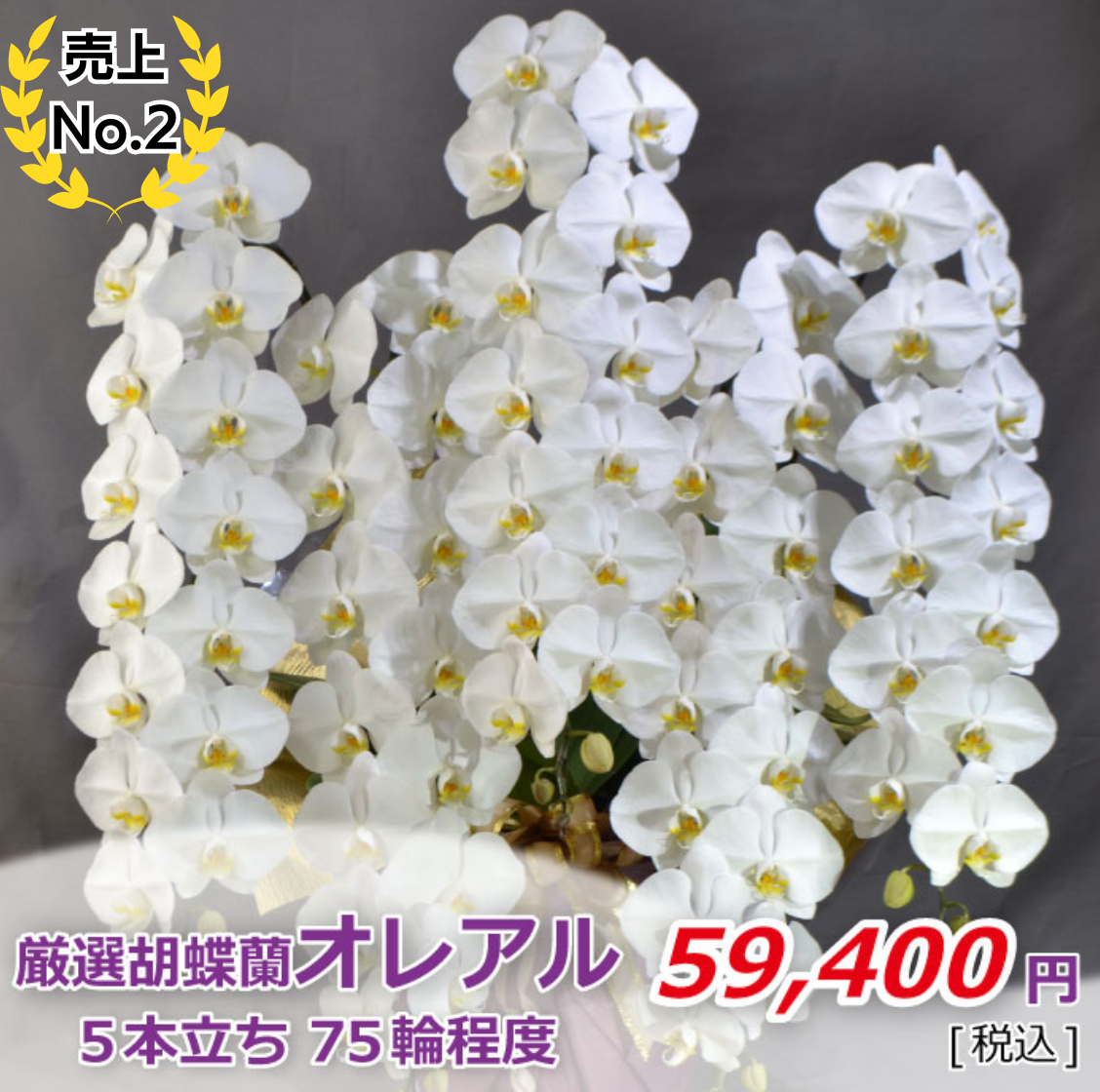白大輪胡蝶蘭オレアル5本立ち 75輪程度(つぼみ数含む)
