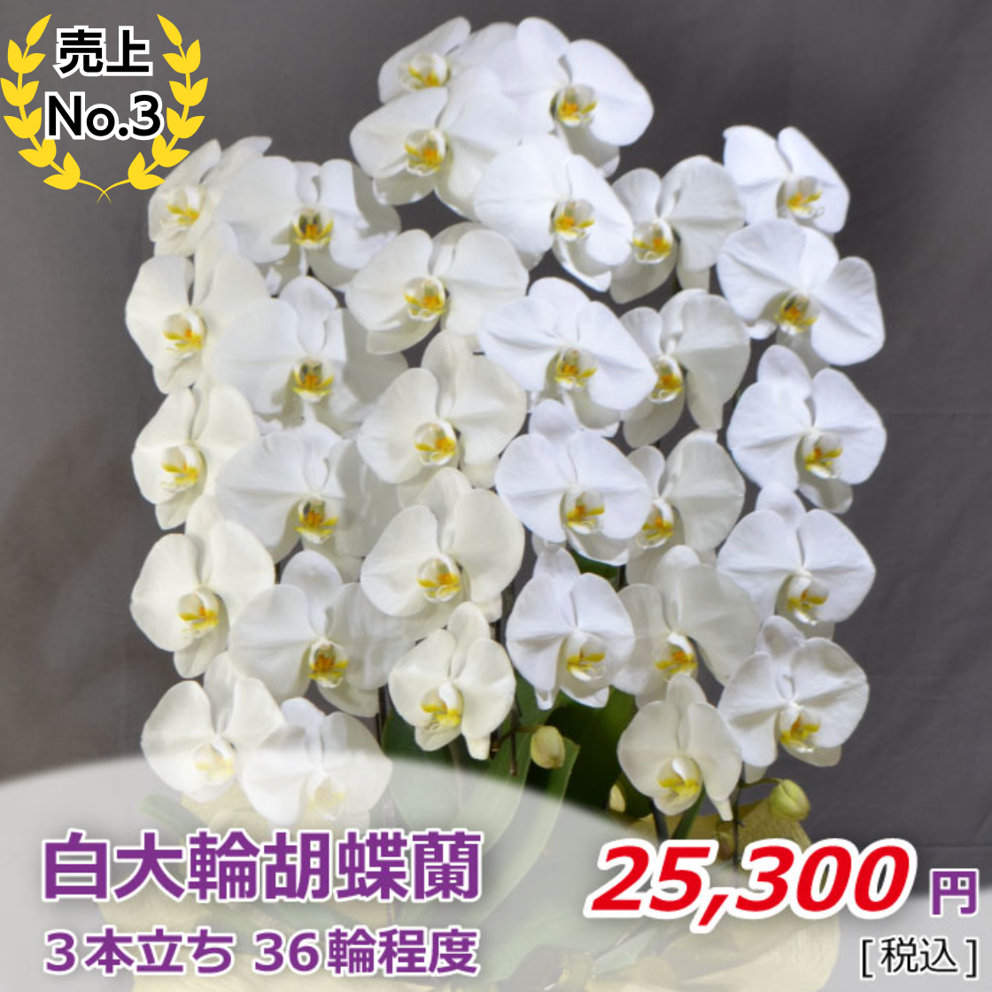 白大輪胡蝶蘭3本立ち 36輪程度(つぼみ数含む)