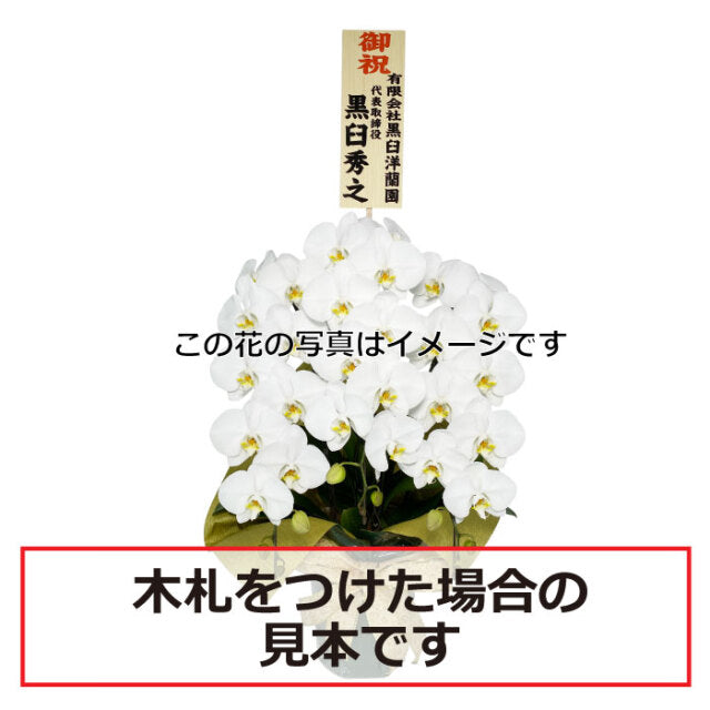 白大輪胡蝶蘭3本立ち 45輪程度(つぼみ数含む)