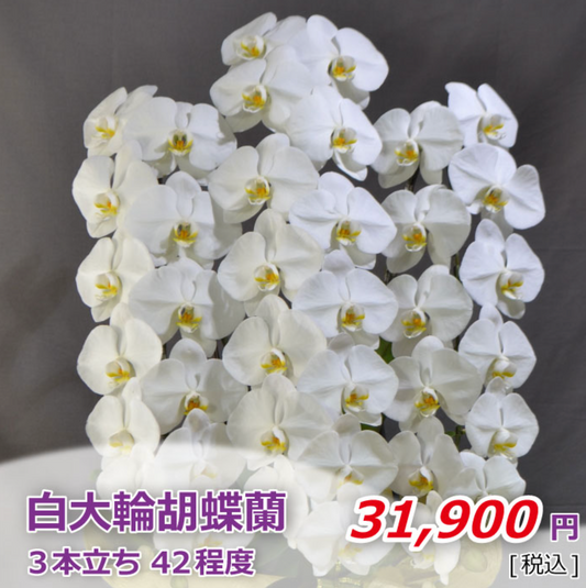 白大輪胡蝶蘭3本立ち　42輪程度（つぼみ数含む）