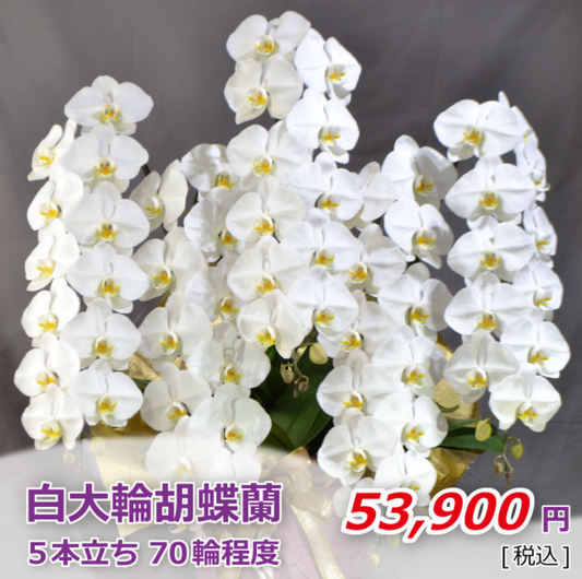 白大輪胡蝶蘭5本立ち　70輪程度（つぼみ数含む）