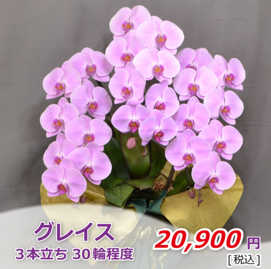 ピンク大輪胡蝶蘭　グレイス3本立ち30輪程度（つぼみ数含む）