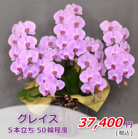 ピンク大輪胡蝶蘭　グレイス5本立ち50輪程度（つぼみ数含む）