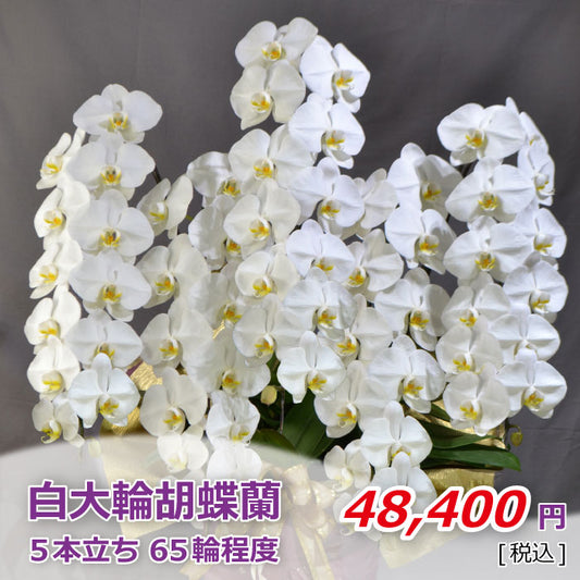 白大輪胡蝶蘭5本立ち　65輪程度（つぼみ数含む）